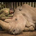 image for Saying goodbye to a species, the very last male Northern White Rhino. A powerful photo of 2018.