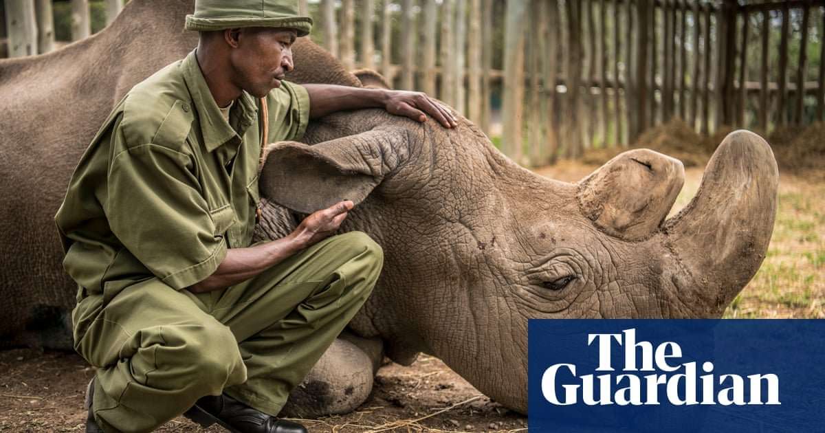 image for 'We held a memorial service': the keeper of the last male northern white rhino