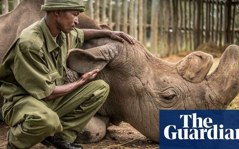 image for 'We held a memorial service': the keeper of the last male northern white rhino