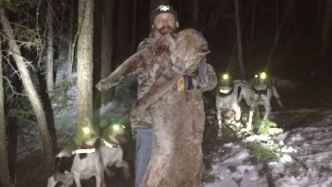 image for Illegal killing of mountain lion gets Colorado man convicted of felony