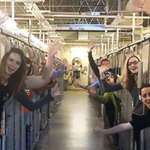 image for Colorado animal shelter staff's celebrates inside empty cages after all its dogs are adopted in time for Christmas.