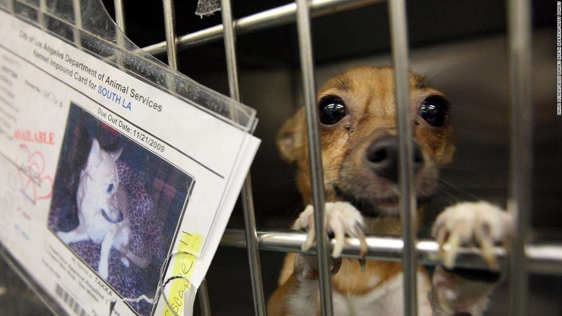 image for California limits pet store sales of cats, dogs and rabbits to rescue or shelter animals only