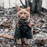 image for PsBattle: Cat in coat