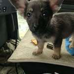 image for Puppy I found in the oilfields of West Texas. Named him Dobby
