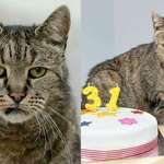 image for Nutmeg, the world’s oldest cat, celebrating his 31st birthday (104 in human years)