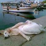 image for A pelican befriended a stray dog who was often spotted hanging out all alone along the boat docks. The man who photographed this has adopted him but brings him back every day to see his friend, Petey the Pelican.