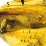 image for 54 million year old gecko trapped in amber.