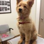 image for This is how a mix of German Shepherd and Golden Retriever looks. It took all the best from its parents.