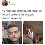 image for Rami Malek’s dog twin
