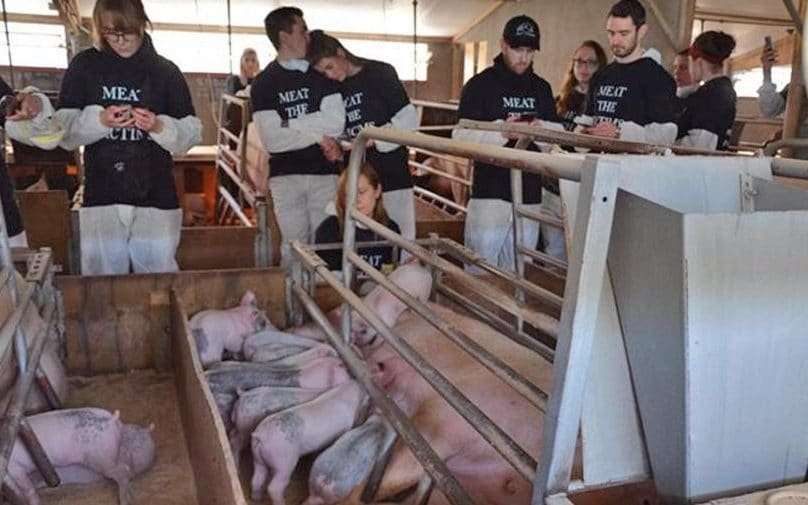 image for Vegans accused of killing piglets by accident after storming farm to cuddle them