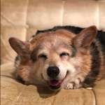 image for Here’s a smile from Sadie the 15 yr old corgi
