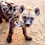 image for 🔥 Hyenas deserve more love