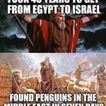 image for Noah, the savior of penguins.