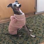 image for My mom got her dog a sweater, when I asked why it was pink she said “he’s very secure with his masculinity”