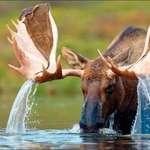 image for PsBattle: Moose creating a waterfall off its antlers