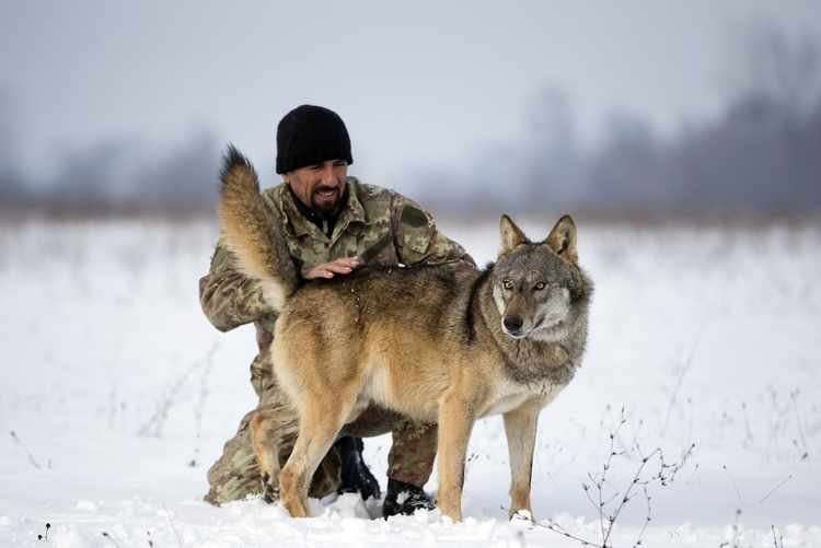 image for Wolves Can Cooperate With Humans Just as Well as Dogs