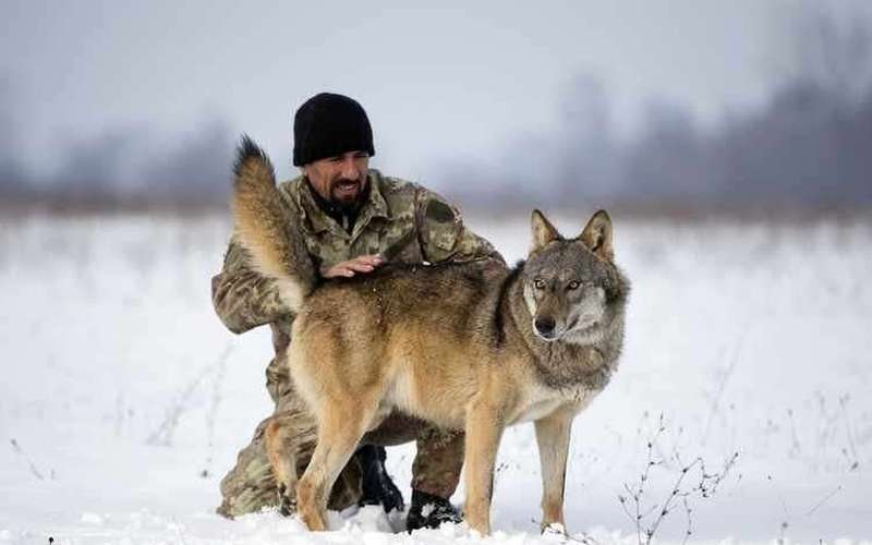 image for Wolves Can Cooperate With Humans Just as Well as Dogs