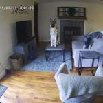 image for Got a live feed camera so I could see what my dogs are up to while I'm at work