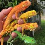 image for 🔥 These multi-colored iguanas look like a starter pack of baby monsters 🔥