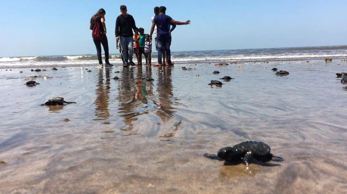 image for Baby Turtles Return in Mumbai After ‘Largest Beach Clean-Up' in History