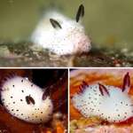 image for 🔥 Sea Bunny, a cute Japanese sea slug