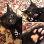 image for A black kitty with a pink nose and toe beans!