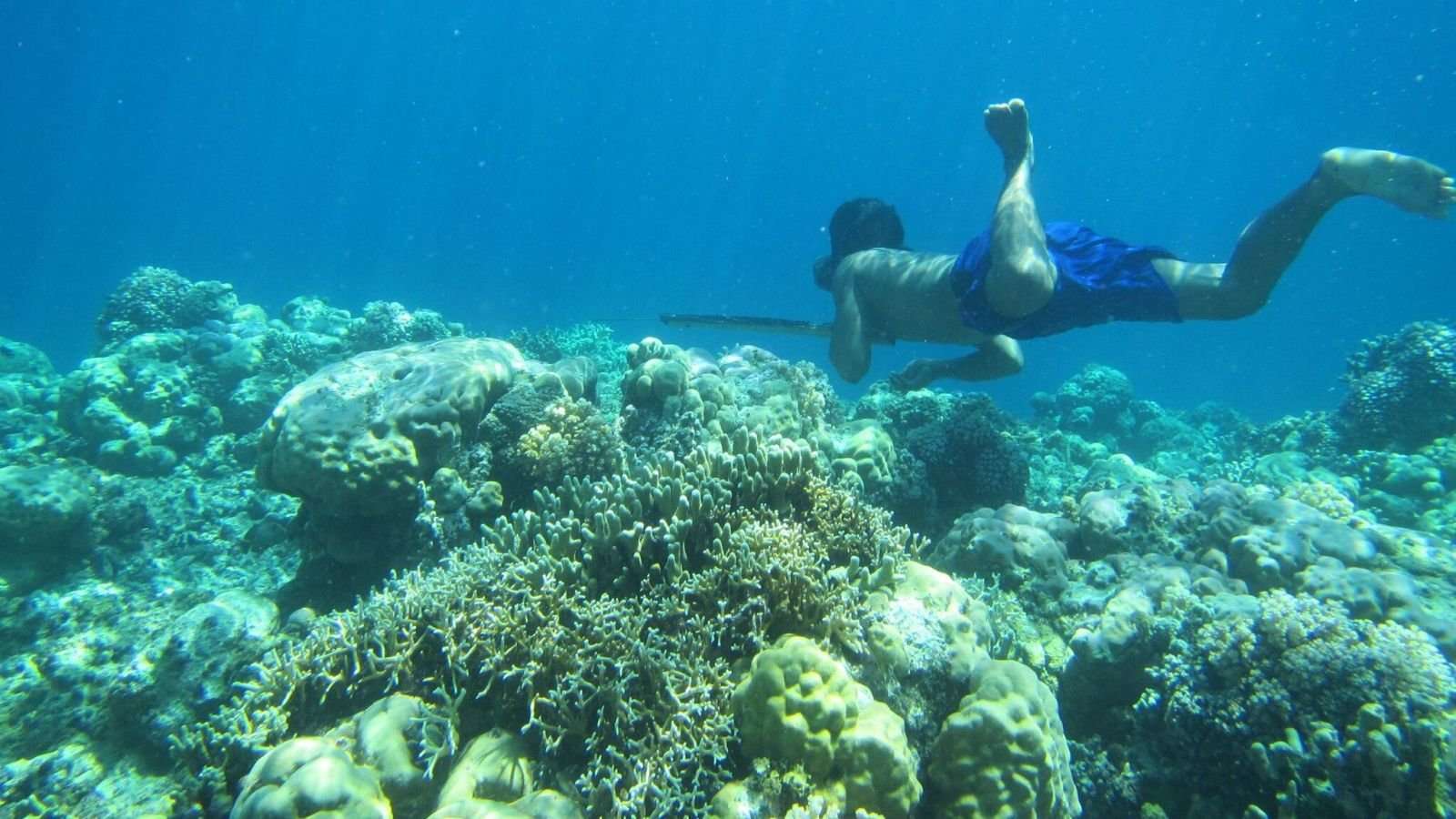 image for Rare Mutation Among Bajau People Lets Them Stay Underwater Longer