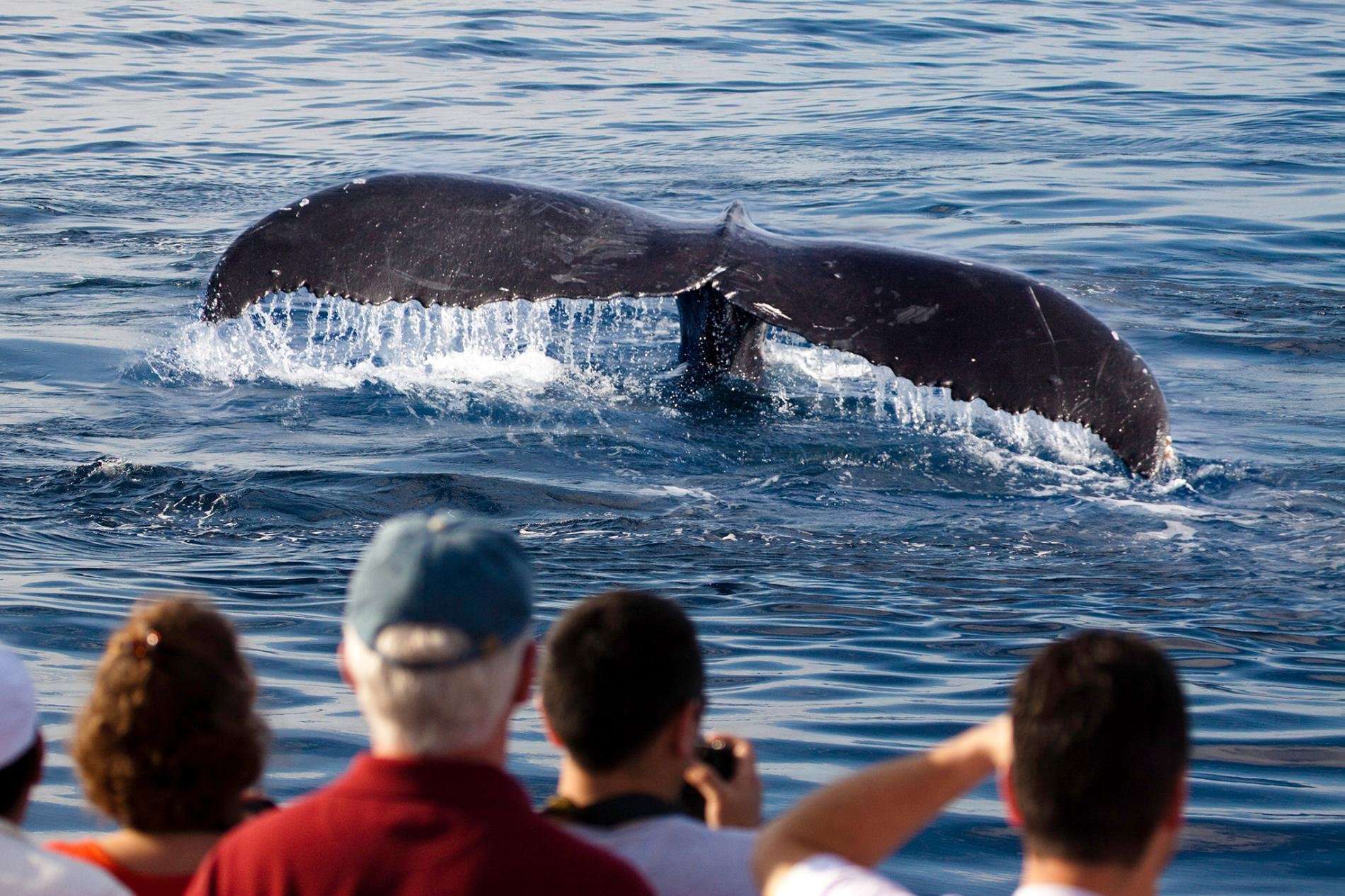 image for Whale watching in Japan is on the rise, even as commercial hunts are set to resume