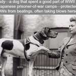 image for This hero POW dog