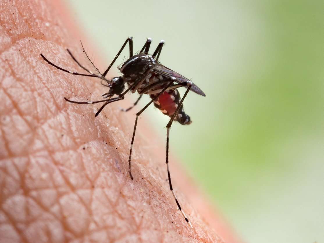 image for Drug which makes human blood 'lethal' to mosquitoes can reduce malaria spread, study shows