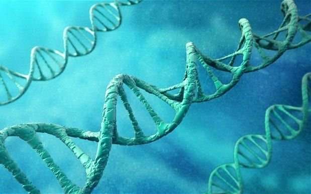 image for Harvard University uncovers DNA switch that controls genes for whole-body regeneration