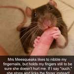 image for mOnSteRoUs ROdEnT FerOCiOUsLy BiTeS pOoR MaN'S fInGeR oFF