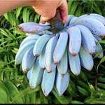 image for the blue java banana, which is said to have the same consistency as ice cream and a similar flavor to vanilla