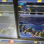image for Local Walmart is closing down. The gaming section was picked clean, save for one.