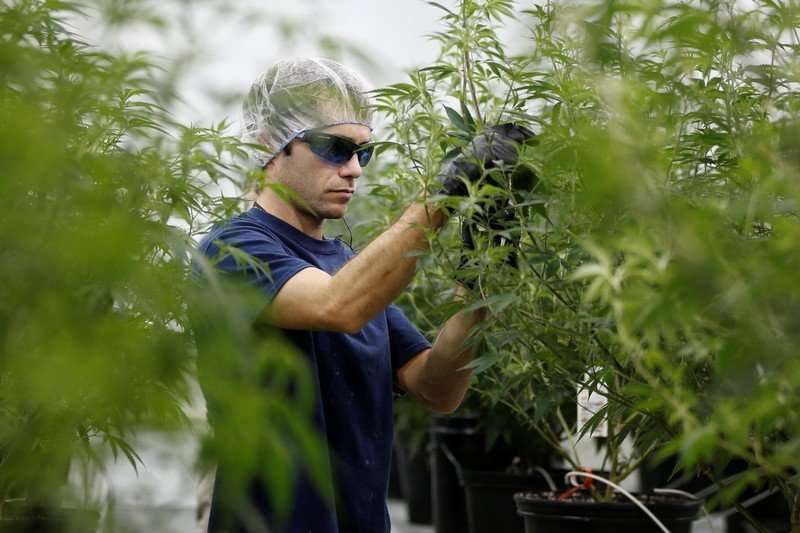 image for Marijuana is the fastest-growing industry in the US job market, according to a new report
