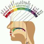 image for This phonetic map of the human mouth
