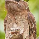 image for 🔥 A young Large Frogmouth peeking out of its mother’s feathers 🔥