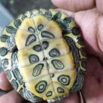 image for My turtle has a smiley face in its shell belly.