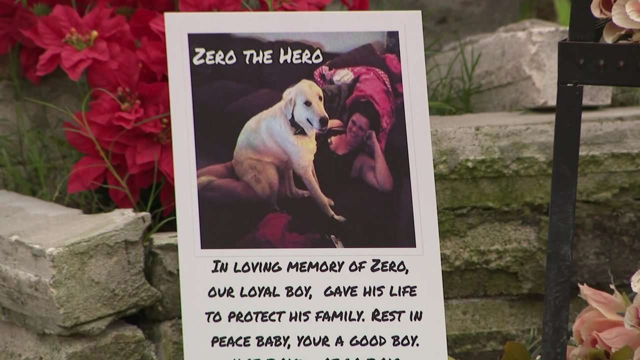 image for Dog dies protecting family during birthday party shooting