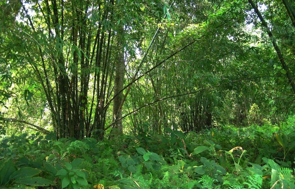 image for Indian man single-handedly plants a 1,360-acre forest