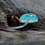 image for This picture of a Mycean Mushroom