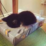 image for He fell asleep in the tissue box