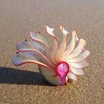image for 🔥 This Rose Nautilus natural conch shell
