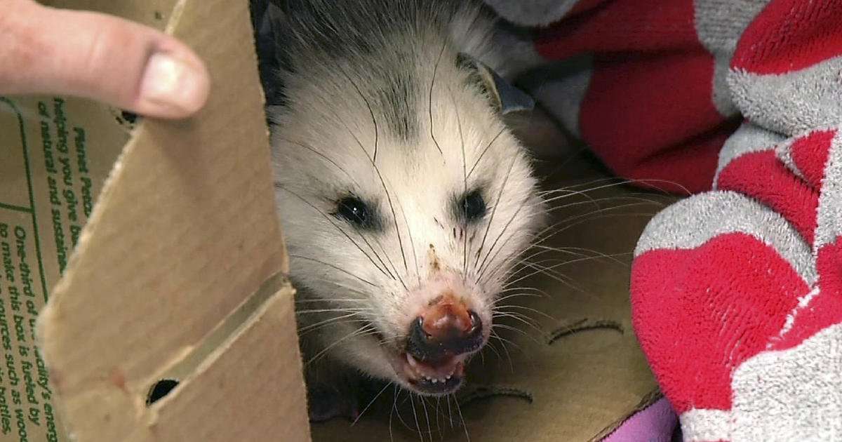 image for Opossum breaks into Florida liquor store, gets drunk