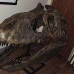 image for A friend of my Dad’s who is a heart surgeon has a real T-Rex skull in his office. It was gifted to him by some eccentric guy after he performed a surgery on him and saved his life.