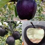 image for This is the black diamond apple. Grown in the mountains of Tibet.