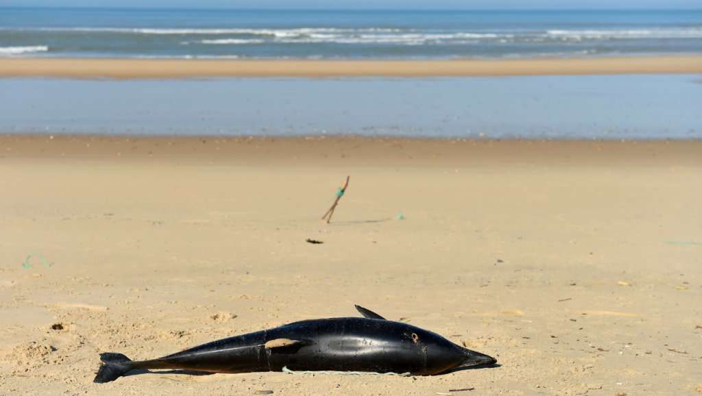 image for Record 1,100 dead dolphins wash up on French beaches