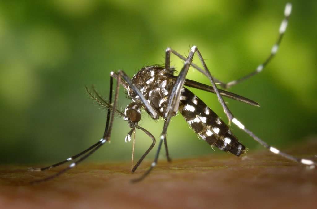 image for A Billion People Will Be Newly Exposed to Diseases Like Dengue Fever as World Temperatures Rise - Georgetown University Medical Center