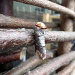 image for This buff-tip moth disguised as birch wood