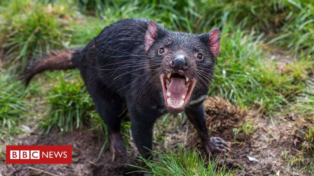 image for Tasmanian devils 'adapting to coexist with cancer'